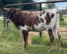 LSLH Sundae Surprise