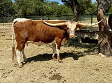 SR Charlie's Alina 293