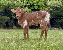 LRR Fabulous Innovation