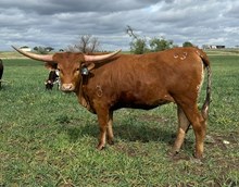 1 BUX 6 20G X RIO SUGAR