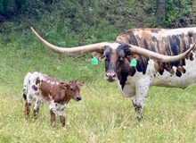 LRR Amps Last Hurrah