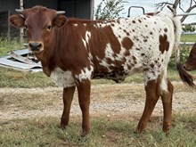 LRR Blackout Innovation 