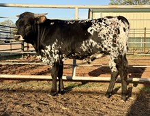 LRR Amps Last Hurrah