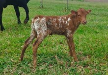 J7 JUDIE AMP 🇧🇷