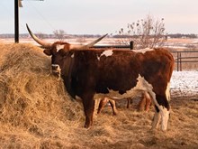 M2 GALAXIA 223 🇺🇸