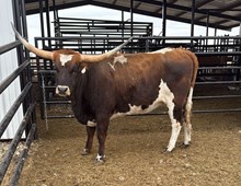 M2 GALAXIA 223 🇺🇸