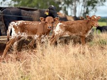 H HIGH SEAS X MAGNUS