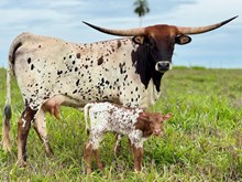 DBL-K SAFARI'S RESPECT