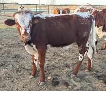 SR CHARLIE’S DRAGON 538